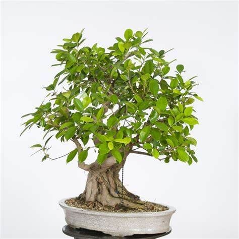 Ficus retusa